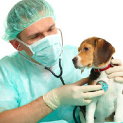 Veterinary/Animal Health Technology/Technician and Veterinary Assistant Colleges